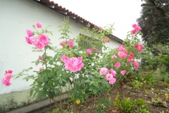 images9